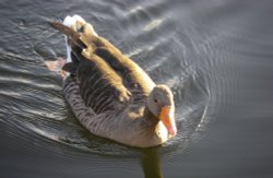 Geese