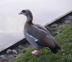 Goose