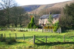 Dinkling Green Wallpaper