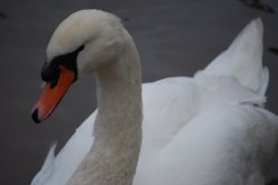 Swan on the river at Arley Wallpaper