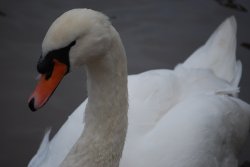 Swan on the river at Arley Wallpaper
