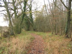 Around Up Nately Wallpaper