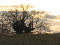 Around Up Nately Wallpaper