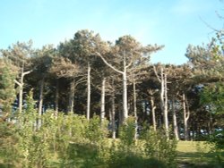 Formby Pine trees