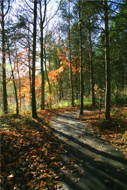 Woodland Walk, late afternoon.