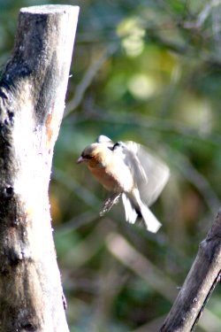 Chaffinch arriving at a feeding station.