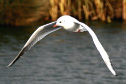 Black Headed Gull winter plumage. Wallpaper