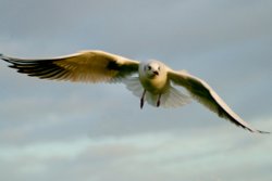 Black Headed Gull winter plumage. Wallpaper