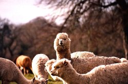 Alpakas at Fonthill Bishop Wallpaper