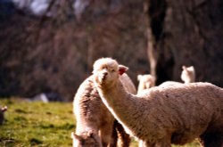 Alpakas at Fonthill Bishop Wallpaper