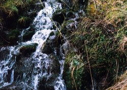 A walk through Mynydd Du Forest near Abergavenny Wallpaper