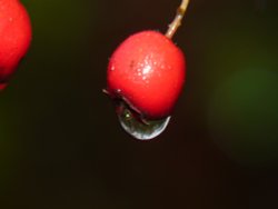 Red berry Wallpaper