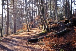 Waggoners Wells Wallpaper