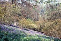 Carpet of Bluebells Wallpaper