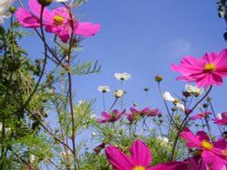 Flowers in Beeston Wallpaper