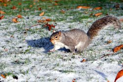 Collecting food for the winter Wallpaper