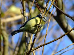 Blue tit....parus caeruleus at North Cliffe Wallpaper