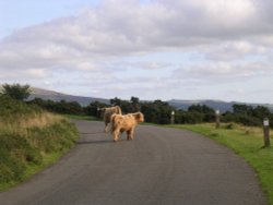 Hairy Beasts on Dartmoor