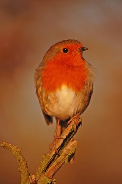 Robin on a branch