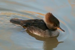 Hooded Merganser female. Wallpaper
