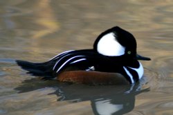 Hooded Merganser male Wallpaper