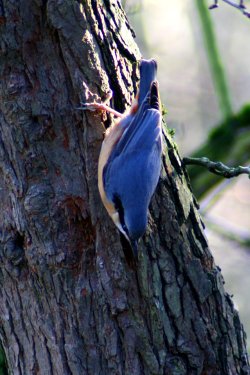 Nuthatch