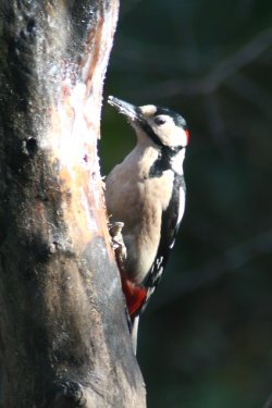 Great Spotted Woodpecker