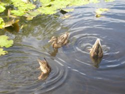 Ducks in Lingfield