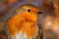 Robin on a tree Wallpaper