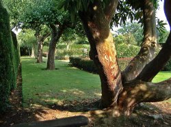 The orchard at Penshhurst Place Wallpaper