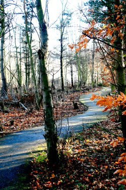 Woodland Walk, late afternoon.