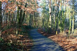 Woodland Walk.