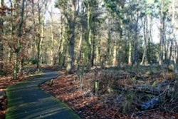 Woodland Walk.