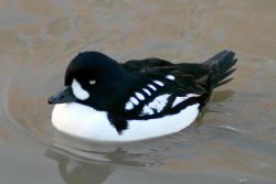 Barrow's Golden Eye Wallpaper