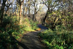 The Hawthorn Wood Path.