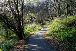 The Hawthorn Wood Path.