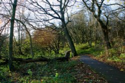 The Hawthorn Wood Path.