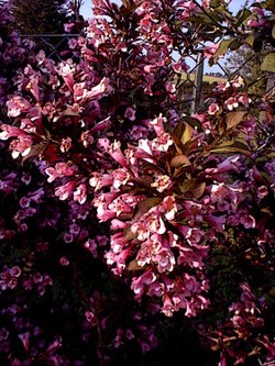 In the garden