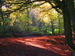 Hothersall Lodge Woods