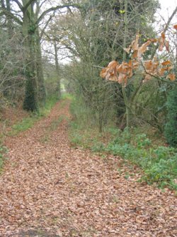 Around Up Nately