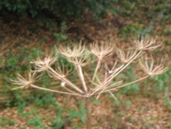 Around Up Nately Wallpaper