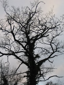 Around Up Nately - looking upwards