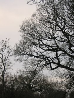 Around Up Nately - looking upwards