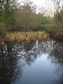 Basingstoke Canal, Up Nately