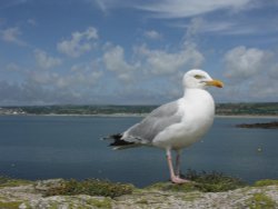 Jonathan Seagull Wallpaper
