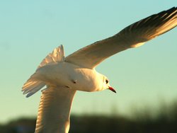 Black Headed Gull Wallpaper