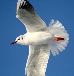 Black Headed Gull winter plumage.