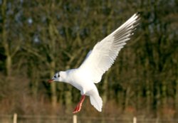 Black Headed Gull winter plumage. Wallpaper