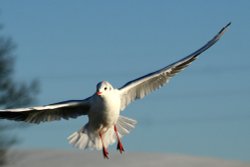 Black Headed Gull winter plumage. Wallpaper