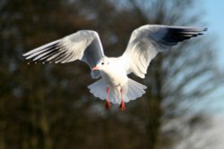 Black Headed Gull winter plumage. Wallpaper